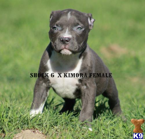 American Pit Bull Puppies